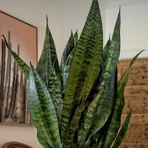 Snake Plant Zeylanica